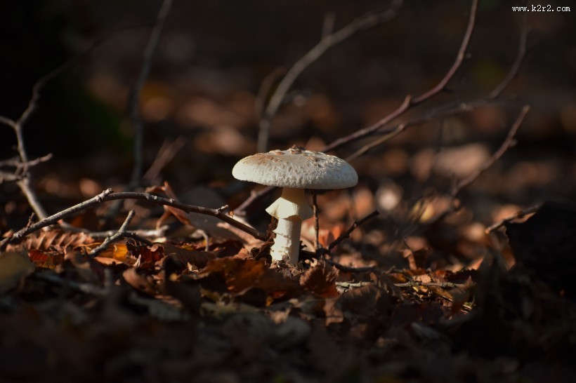 阴凉地上的一只蘑菇图片