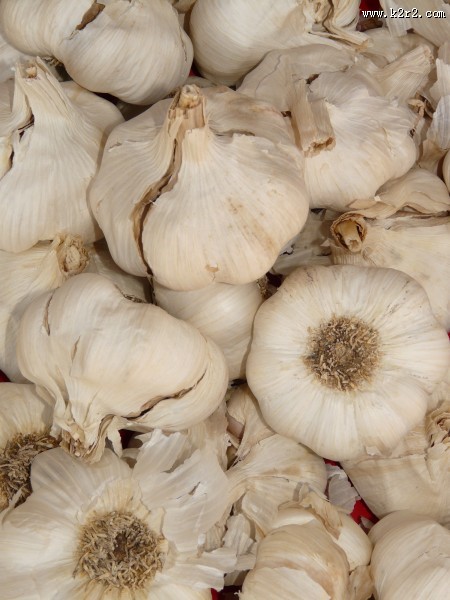 辛辣的大蒜图片