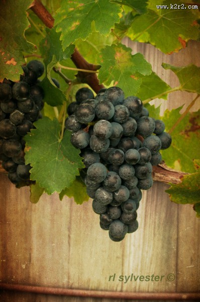 葡萄藤上的葡萄图片