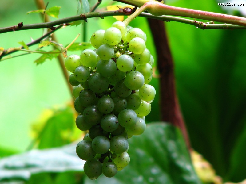 枝头上的绿葡萄图片