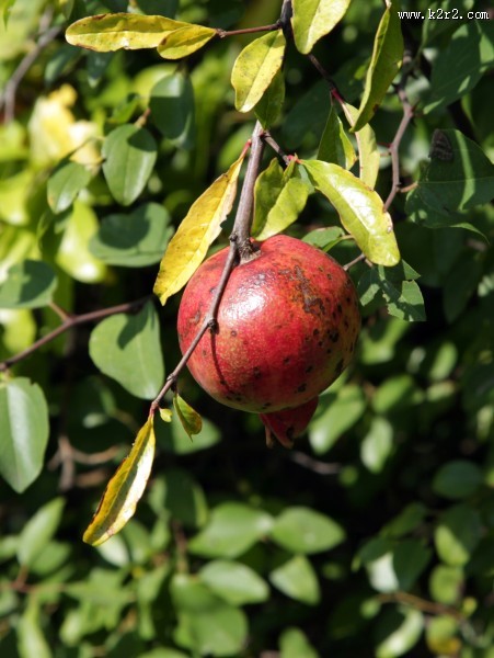树上未采摘的石榴图片
