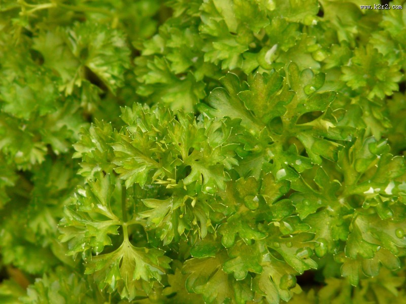 翠绿的香菜图片