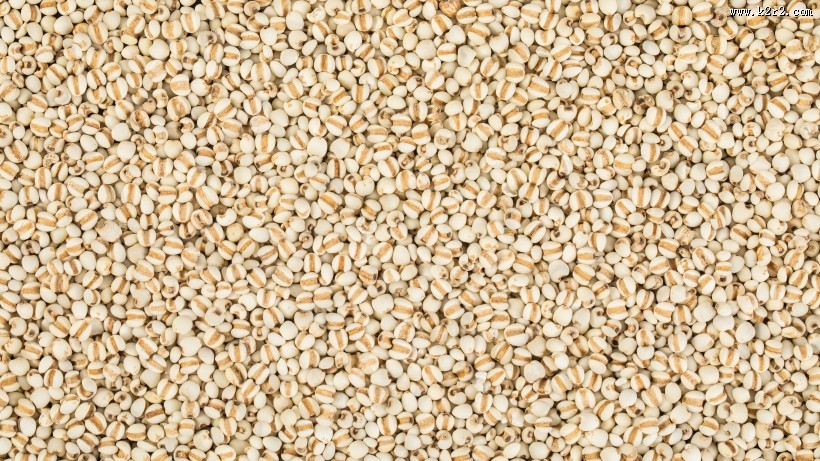 薏米薏仁图片大全