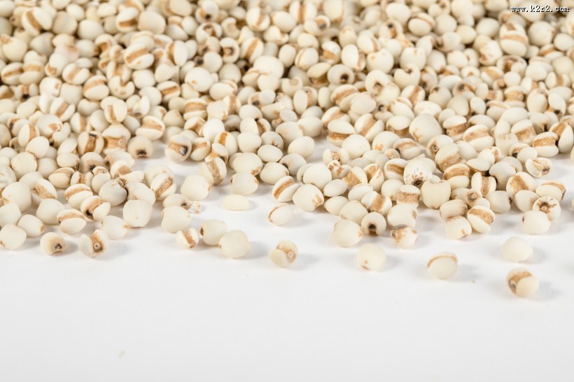 薏米薏仁图片大全