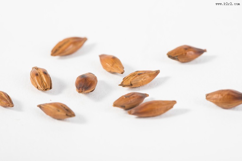 消渴除热的大麦茶图片