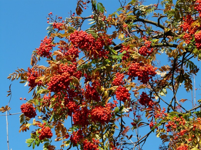 酸甜美味的山楂图片