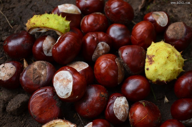 美味可口的板栗图片