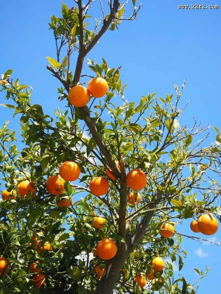 树枝上的橘子图片