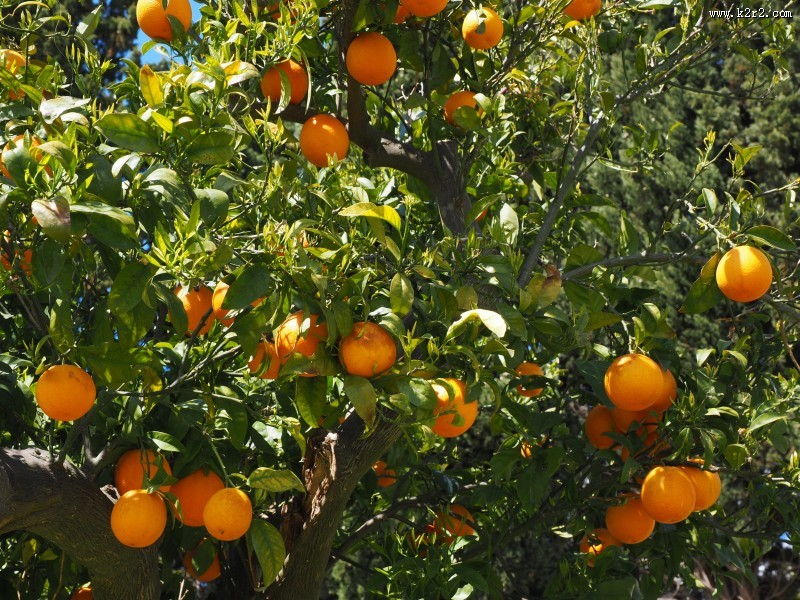 树枝上的橘子图片
