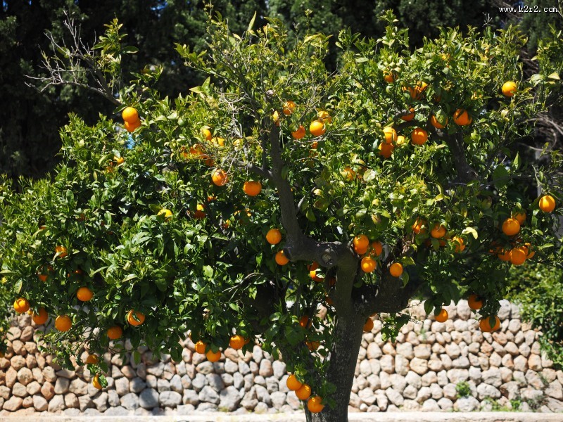 树枝上的橘子图片
