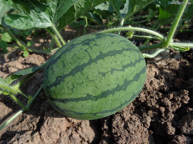 新鲜的西瓜图片