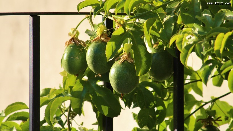 酸酸甜甜的百香果图片