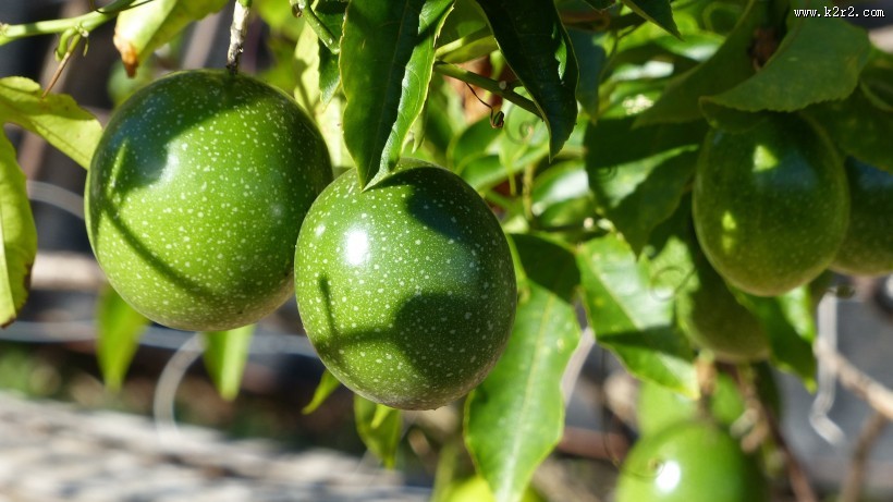 酸酸甜甜的百香果图片