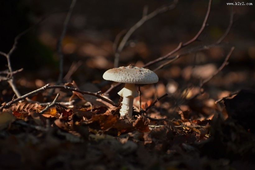 生长在地上的蘑菇图片