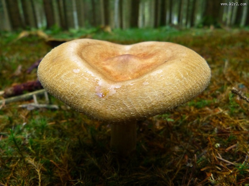 生长在地上的蘑菇图片