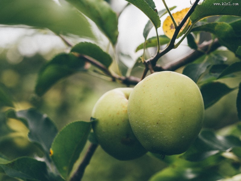好吃的青苹果图片