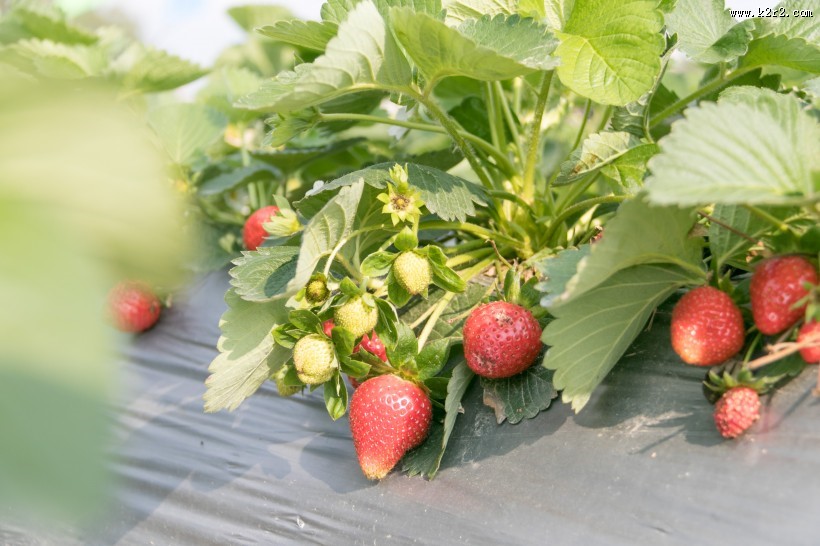 营养好吃的草莓图片