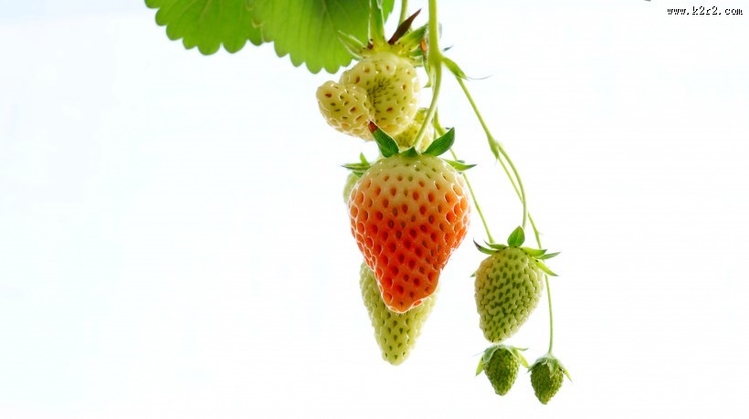 未成熟的草莓图片