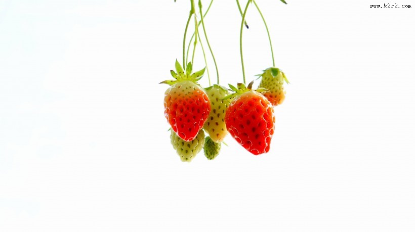 未成熟的草莓图片