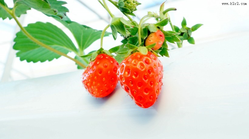 未成熟的草莓图片