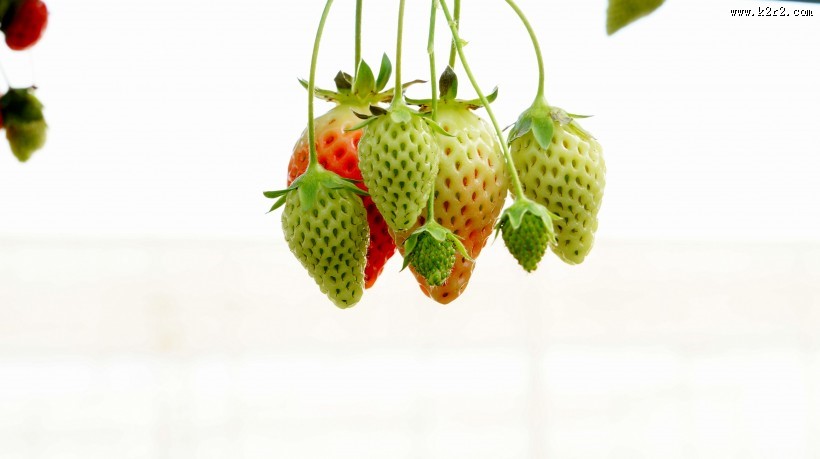 未成熟的草莓图片