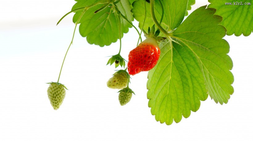 未成熟的草莓图片