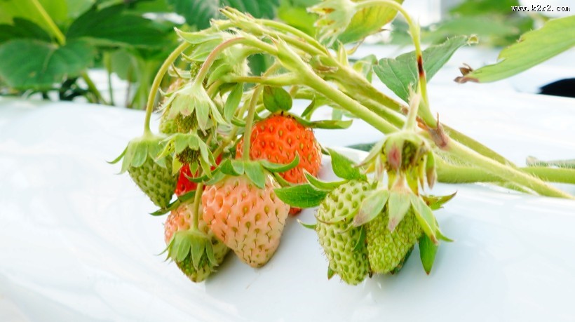 未成熟的草莓图片