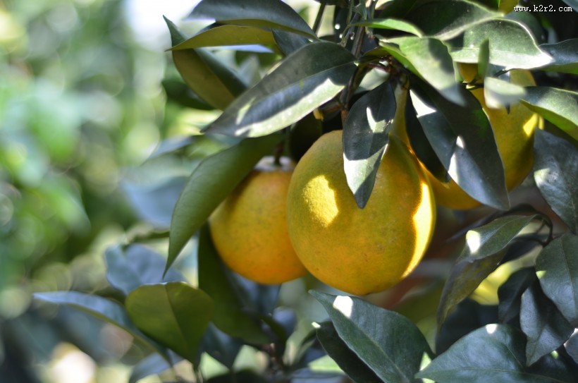 挂在枝头的赣南脐橙图片
