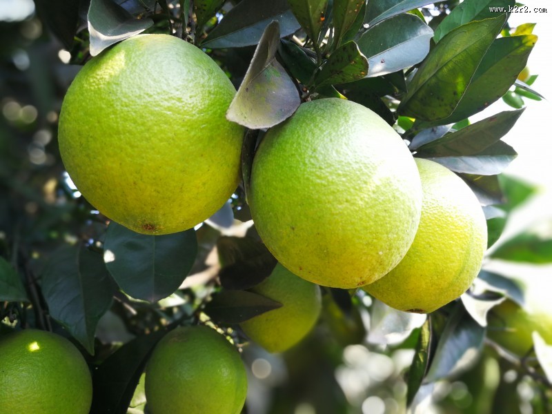 挂在枝头的赣南脐橙图片