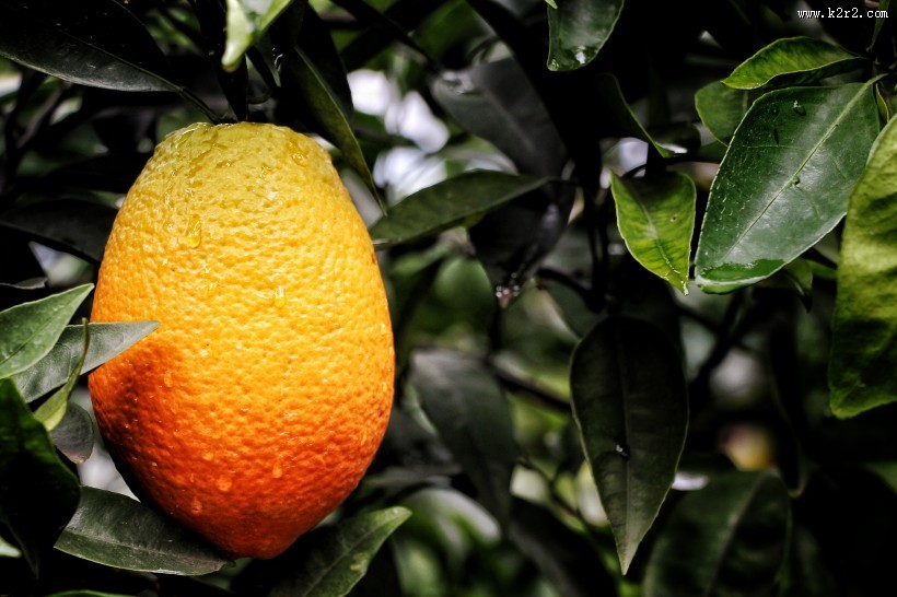 挂在枝头的赣南脐橙图片