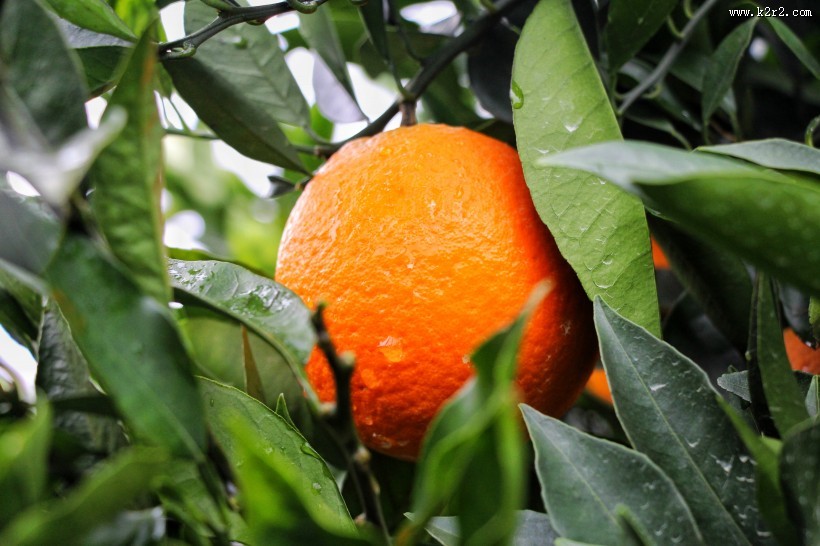挂在枝头的赣南脐橙图片