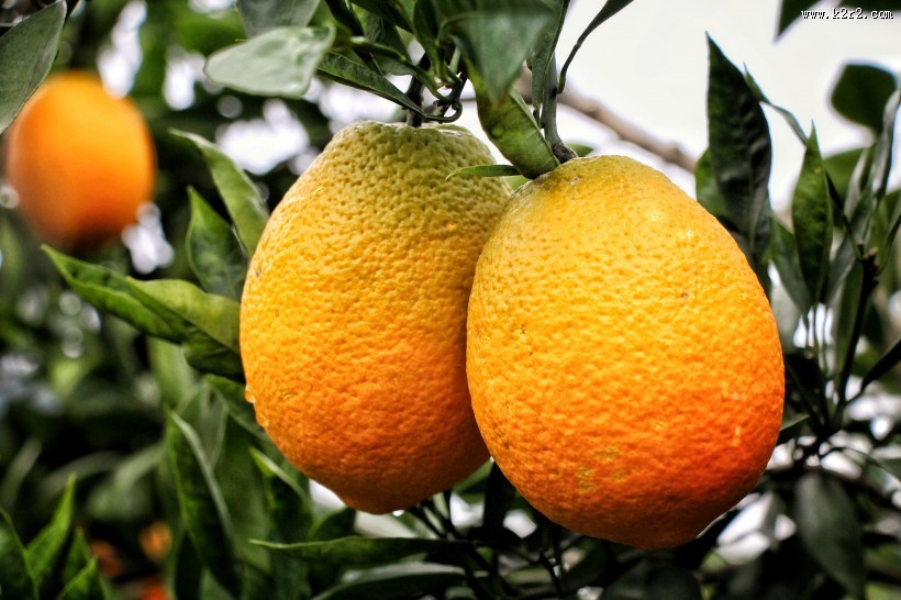 挂在枝头的赣南脐橙图片