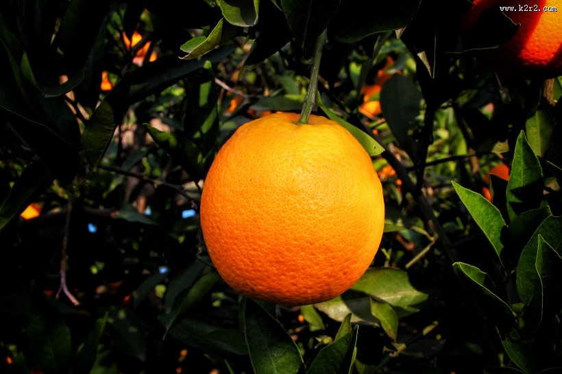 挂在枝头的赣南脐橙图片