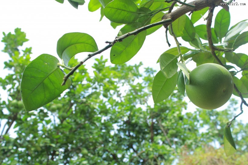 绿色未成熟的柚子图片