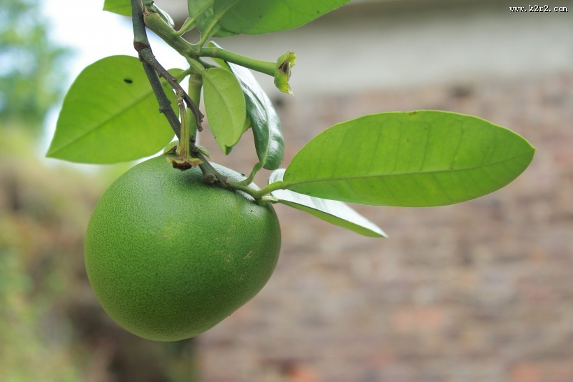 绿色未成熟的柚子图片