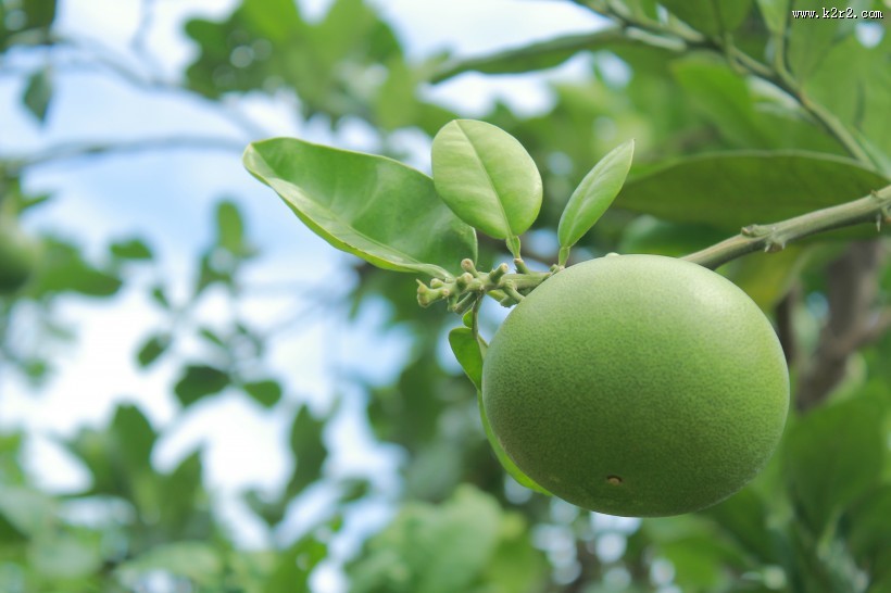 绿色未成熟的柚子图片