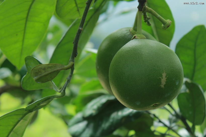 绿色未成熟的柚子图片