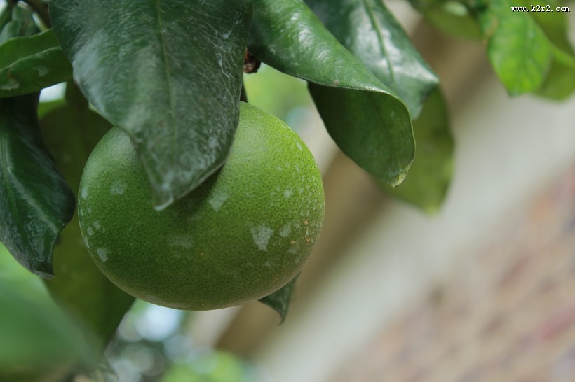 绿色未成熟的柚子图片
