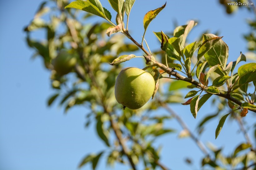 挂在枝头的青苹果图片