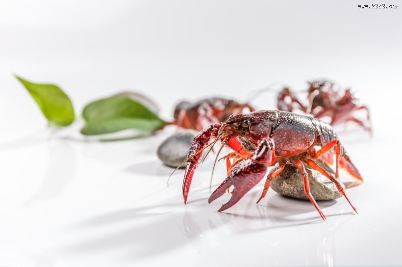 红色的小龙虾图片大全