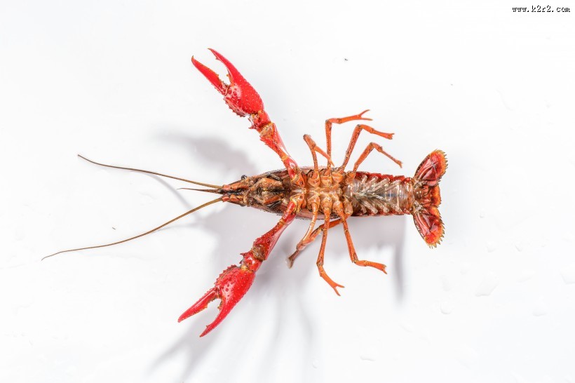 红色的小龙虾图片大全