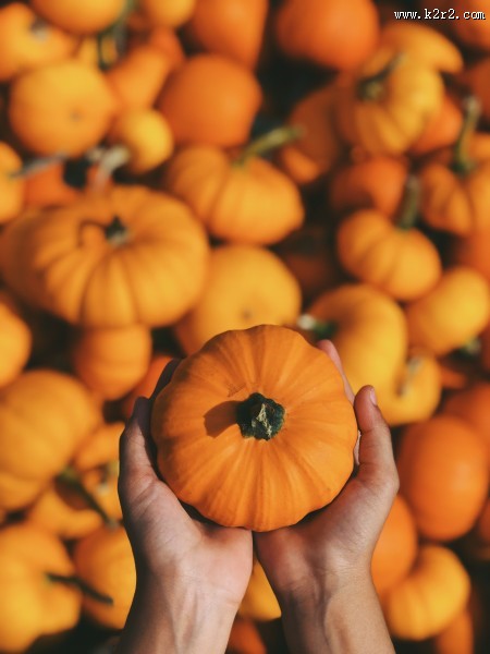 一堆南瓜高清图片