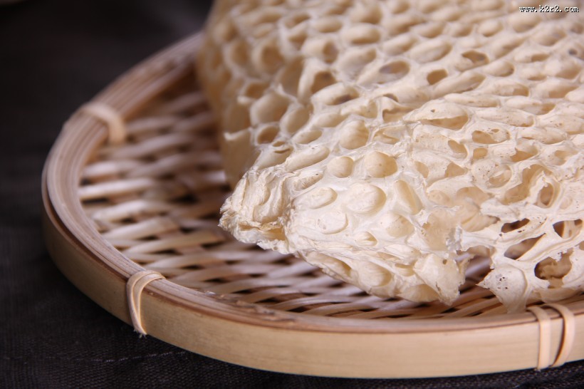 营养真菌竹荪图片