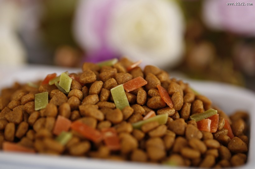 狗狗的美味食物狗粮图片大全