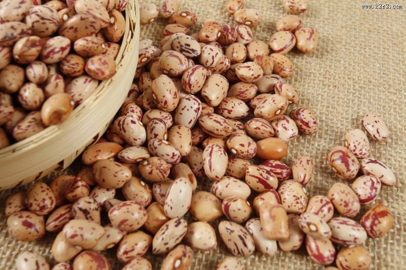 漂亮好吃的奶花豆图片大全