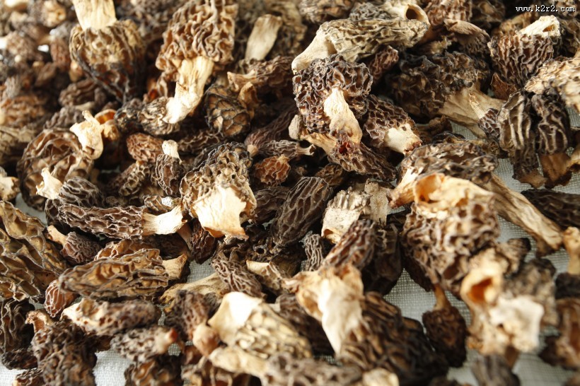 怪异珍贵的羊肚菌图片