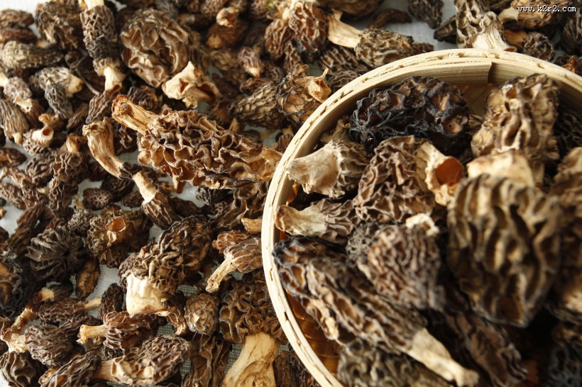 怪异珍贵的羊肚菌图片