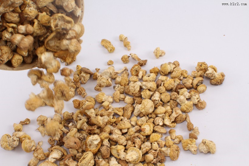 野生营养黄菇图片