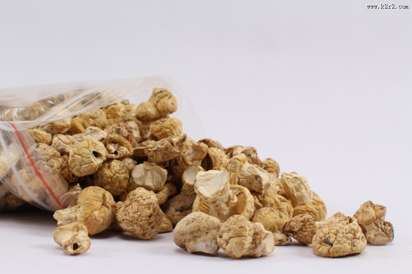 野生营养黄菇图片