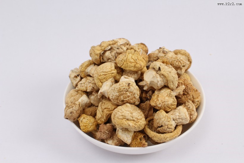 野生营养黄菇图片